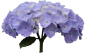 紫陽花(4)
